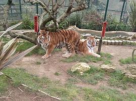 Scálibur y Eloisa, dos siberianos en Oviedo