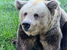 El Centro de Documentación sobre el Oso  en Proaza abre mañana
