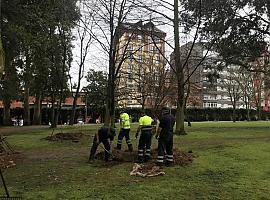 El avilesino parque de Ferrera tiene 4 nuevos árboles 
