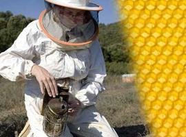 COAG exige una reducción inmediata de la carga fiscal a la apicultura española