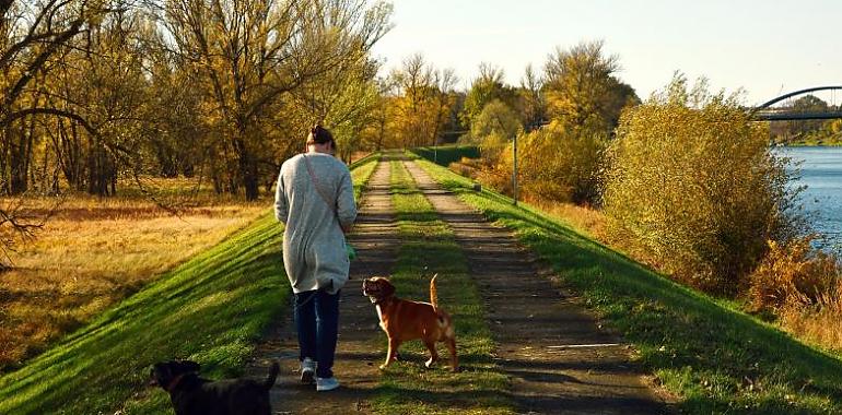 Gijón emite un bando para regular los paseos de los perros