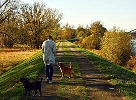 Gijón emite un bando para regular los paseos de los perros