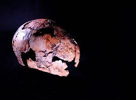 Nuevos fósiles envejecen 200.000 años al Homo Erectus