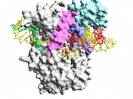 Desarrollan en España un sencillo y rápido detector del coronavirus in situ