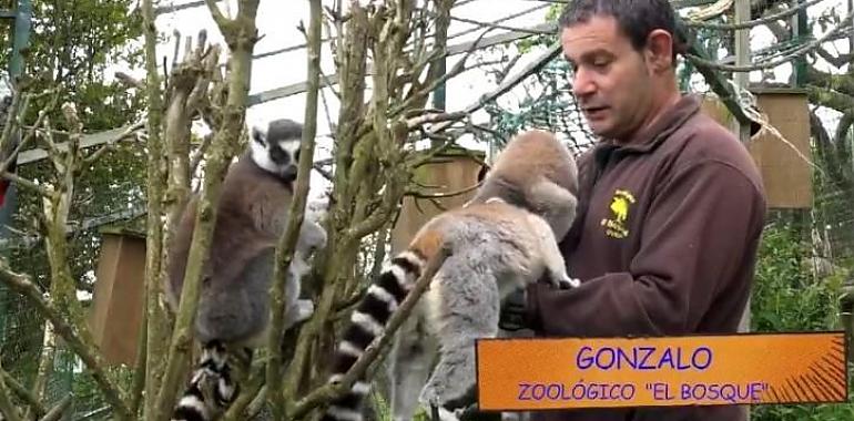 “Oviedo Animal” lleva el zoo El Bosque a casa desde hoy en enoviedonosquedamosencasa.es