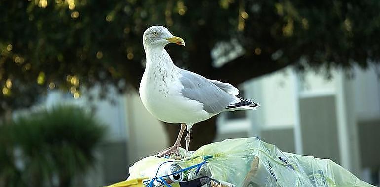 Gijón inicia en mayo la campaña para reducir la población de gaviotas