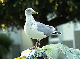 Gijón inicia en mayo la campaña para reducir la población de gaviotas