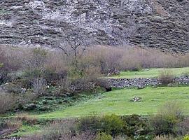 Rechazo ecologista a la sustitución del oso Cachou por un ejemplar asturiano