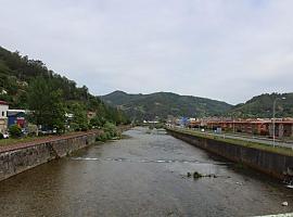 Mieres colocará 150 trampas contra la avispa asiática por el paseo fluvial y zonas verdes 