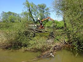 La Confederación del Cantábrico acondiciona el cauce del río Noreña en la zona de Silvota