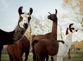 Anticuerpos frente al COVID: La esperanza está en la llama