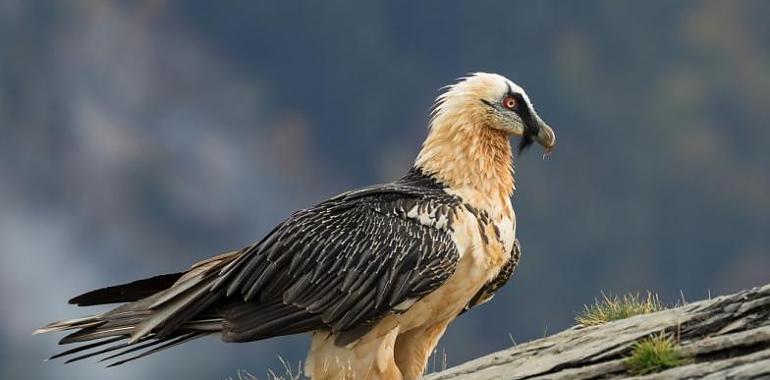 Los Pirineos albergan 1.000 ejemplares de quebrantahuesos