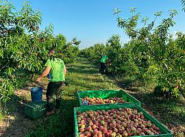 UPA pide el fin del “maltrato a la fruta” por parte de algunas cadenas de la distribución