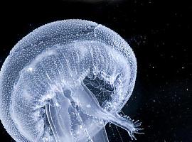 El Acuario de Gijón vuelve a abrir después de 77 días