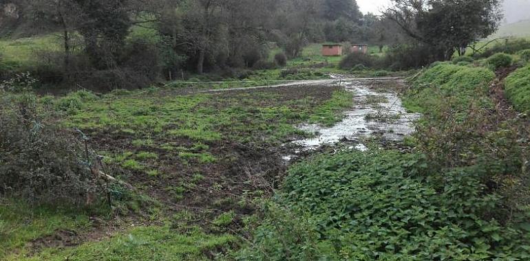 Denuncian vertidos de purines en el espacio natural de San Andres en Gijón