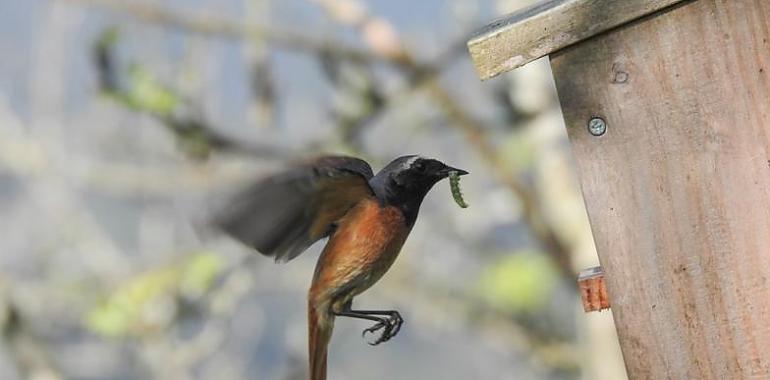 Pumaradas sostenibles gracias a la biodiversidad