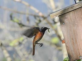 Pumaradas sostenibles gracias a la biodiversidad