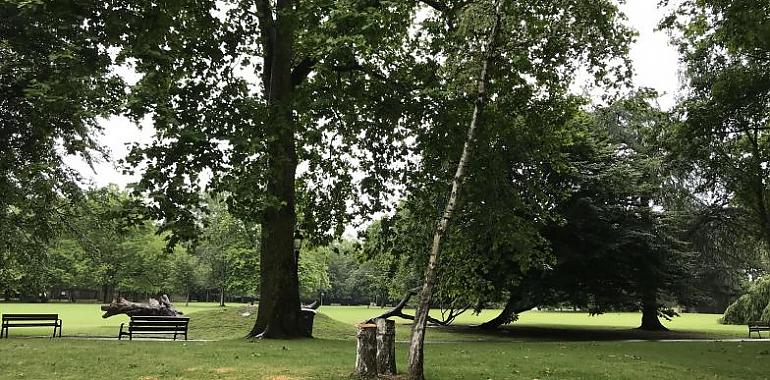 Avilés sustituye cinco árboles secos en el Parque de Ferrera