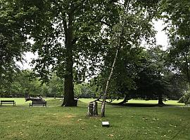 Avilés sustituye cinco árboles secos en el Parque de Ferrera