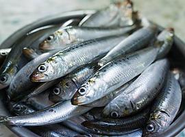 Más de la mitad de las sardinas y anchoas del Mediterráneo occidental tienen microplásticos
