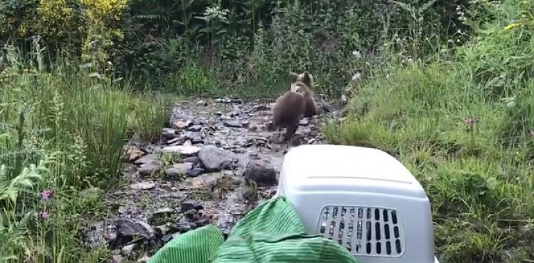 Reintroducida una osina huérfana en el Parque de las Fuentes del Narcea