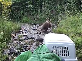 Reintroducida una osina huérfana en el Parque de las Fuentes del Narcea