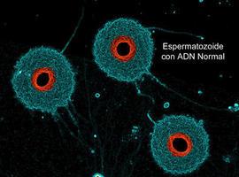 La eyaculación recurrente mejora los espermatozoides