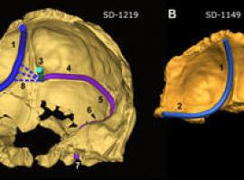 El Sidrón descubre que el cerebro neandertal era más asimétrico que el del \Homo sapiens\