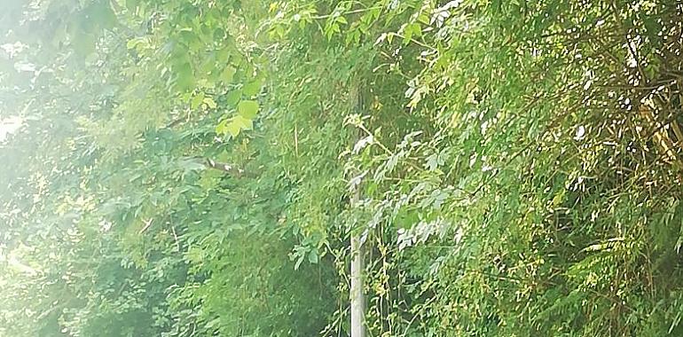 Foro denuncia retrasos en la conservación y el mantenimiento de Mieres