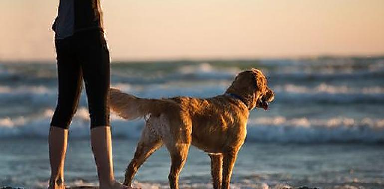9 de cada 10 españoles prefieren ir de vacaciones con su perro 