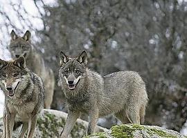 El aumento de la leishmaniosis aumenta el peligro para la supervivencia del lobo en Asturias