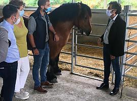 Avances genéticos para ganar competitividad en la producción astur de ganado equino