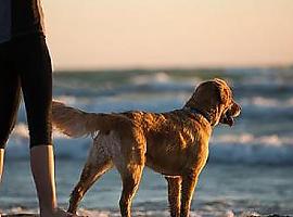 La subida de temperaturas aumenta los parásitos en las mascotas