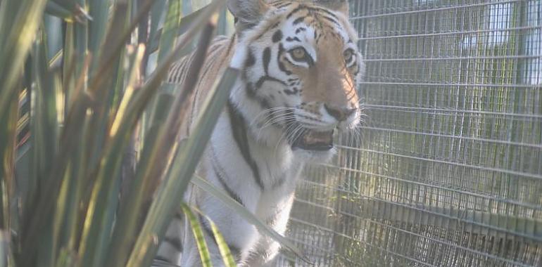 Asia, una tigresa de Bengala con una oportunidad en el zoo de Oviedo