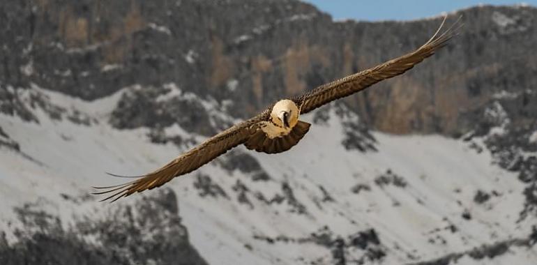 Vuela Bienvenida, el primer quebrantahuesos nacido en Picos desde la extinción 