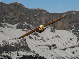 Vuela Bienvenida, el primer quebrantahuesos nacido en Picos desde la extinción 