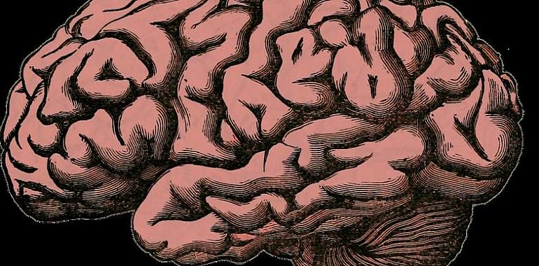 El cerebro cambia los ritmos de sus ondas para adaptarse a las demandas cognitivas