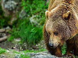 Intenso esfuerzo por auxiliar al oso asturiano malherido tras atropellarlo en Somiedo