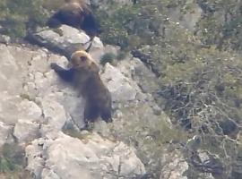 Los osos cantábricos tendrán padrón genético 