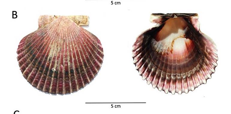 Investigadores de UniOvi desvelan las trampas en el etiquetado de las vieiras