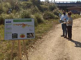 Asturias renueva la lucha contra la testona invasión del plumeru de la Pampa