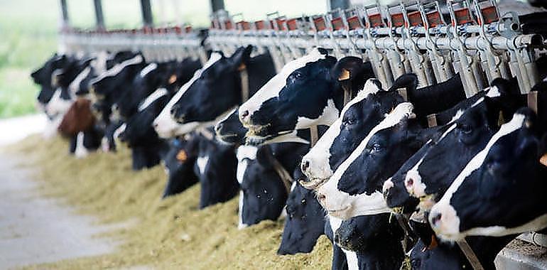 La ganadería española hizo los deberes y su impacto ambiental es sólo de un 14%