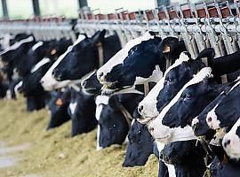 La ganadería española hizo los deberes y su impacto ambiental es sólo de un 14%