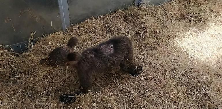 La FOA estudia mejores protocolos para el rescate y recuperación de esbardos abandonados