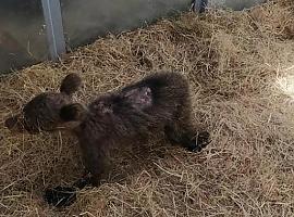 La FOA estudia mejores protocolos para el rescate y recuperación de esbardos abandonados