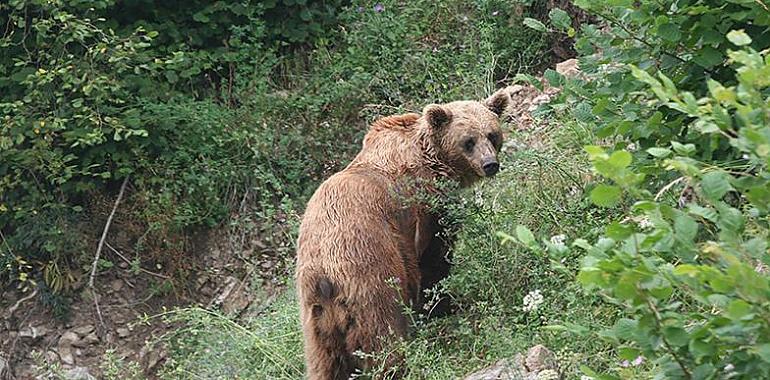 Las visitas a la Casa del Oso de Proaza aumentaron un 34% este verano