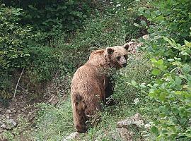 Las visitas a la Casa del Oso de Proaza aumentaron un 34% este verano