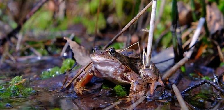 El desastre climático envejece prematuramente a anfibios, insectos, peces y reptiles