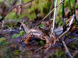 El desastre climático envejece prematuramente a anfibios, insectos, peces y reptiles