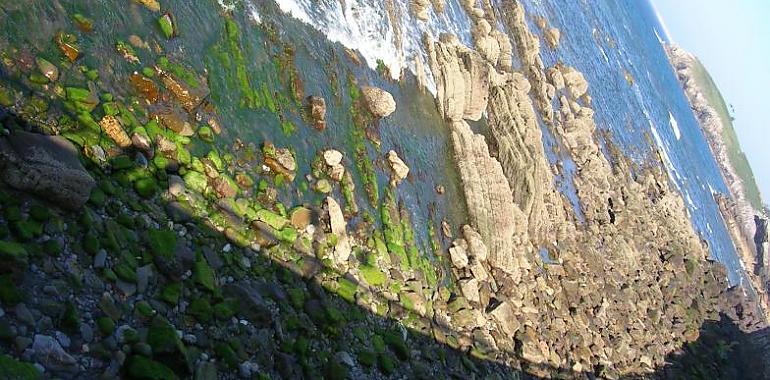 Ecologistas apoyan una nueva veda del oriciu y lucha contra el furtivismo en Asturias